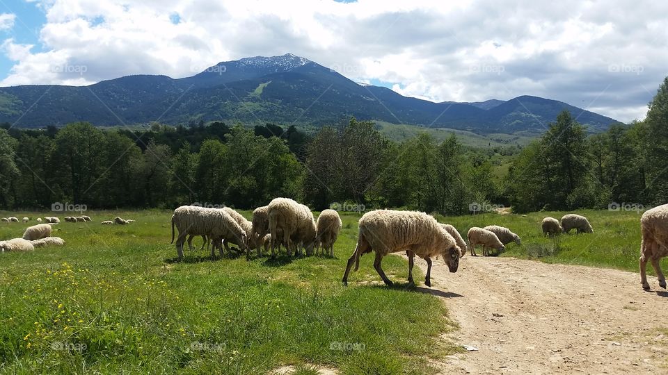 Sheep, No Person, Agriculture, Livestock, Grass