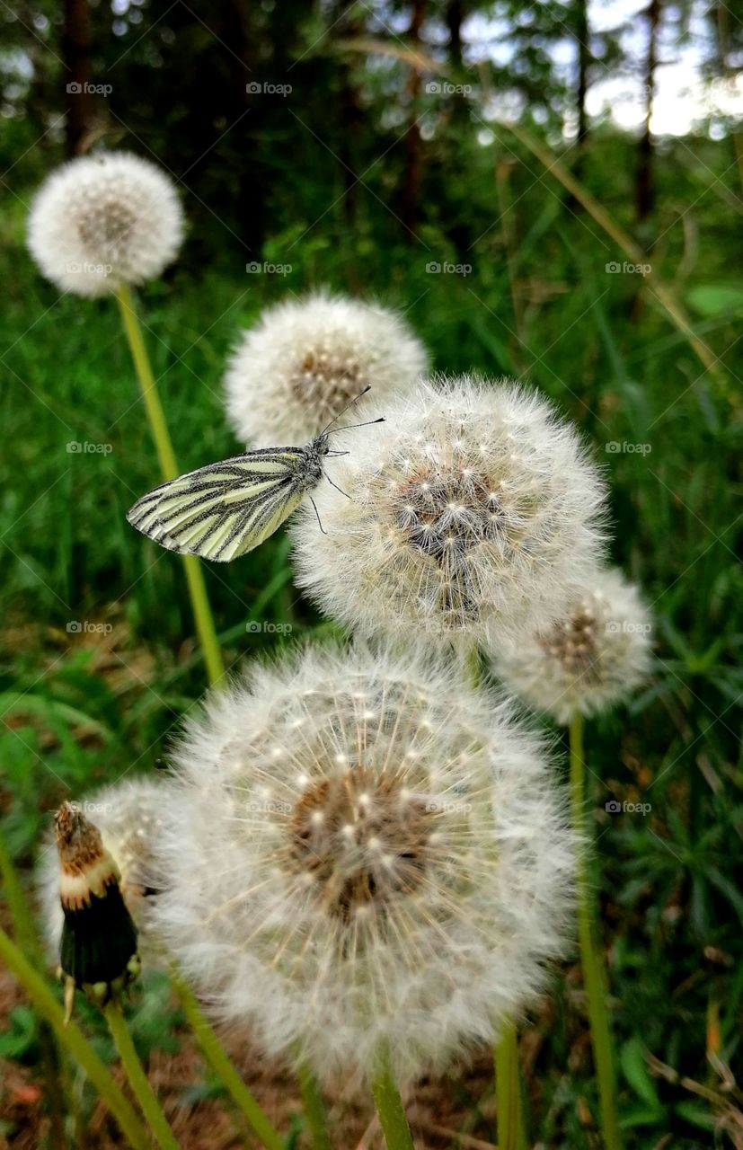 Dandelions