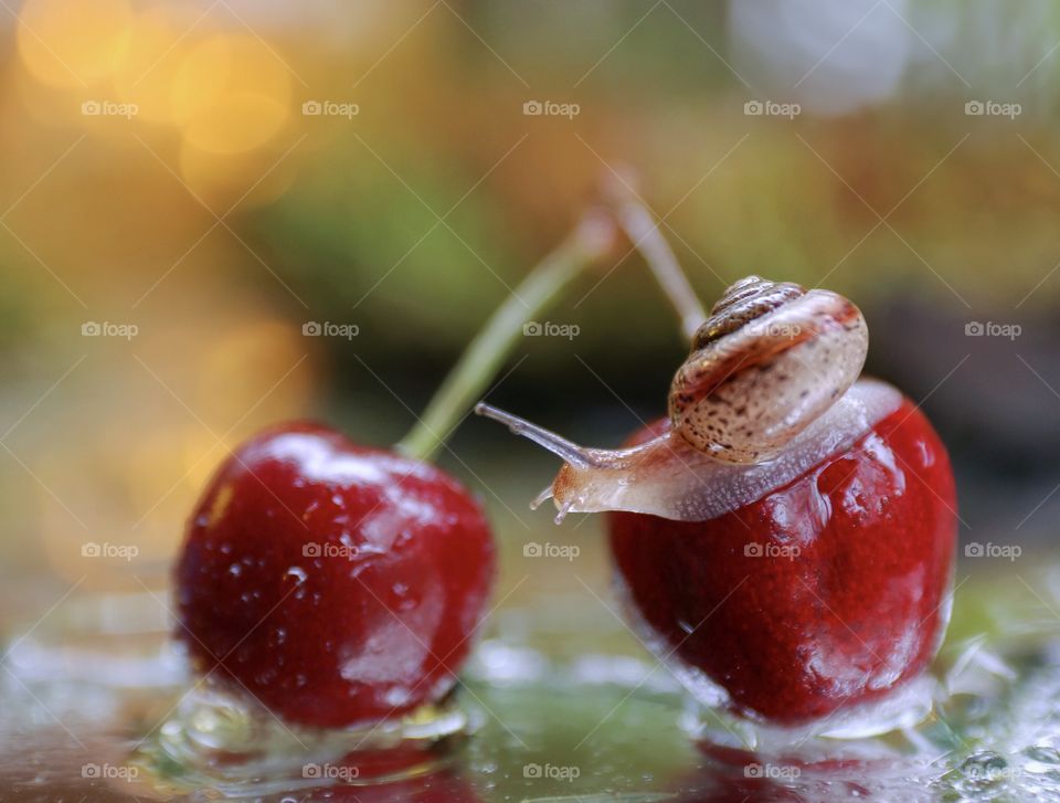 Cherry Snail