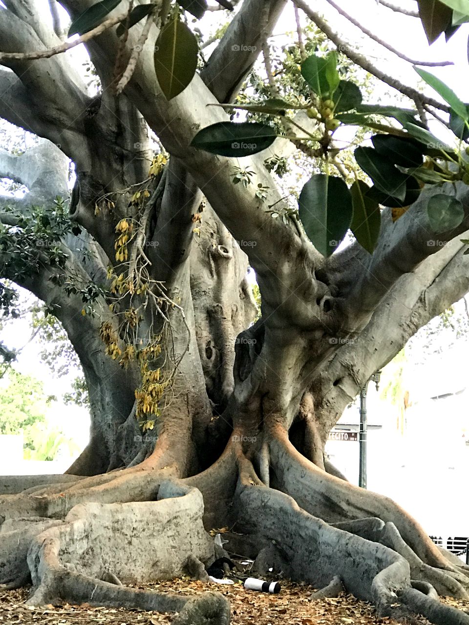 Deep Roots Fig Tree