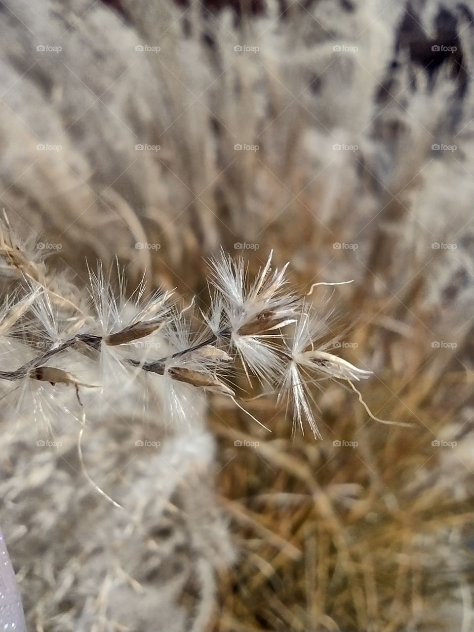 Unfiltered, beautiful, lovely close-up of a soft plant in autumn