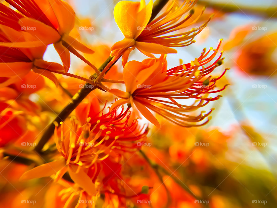 Capparis decidua flowers blooming in winter