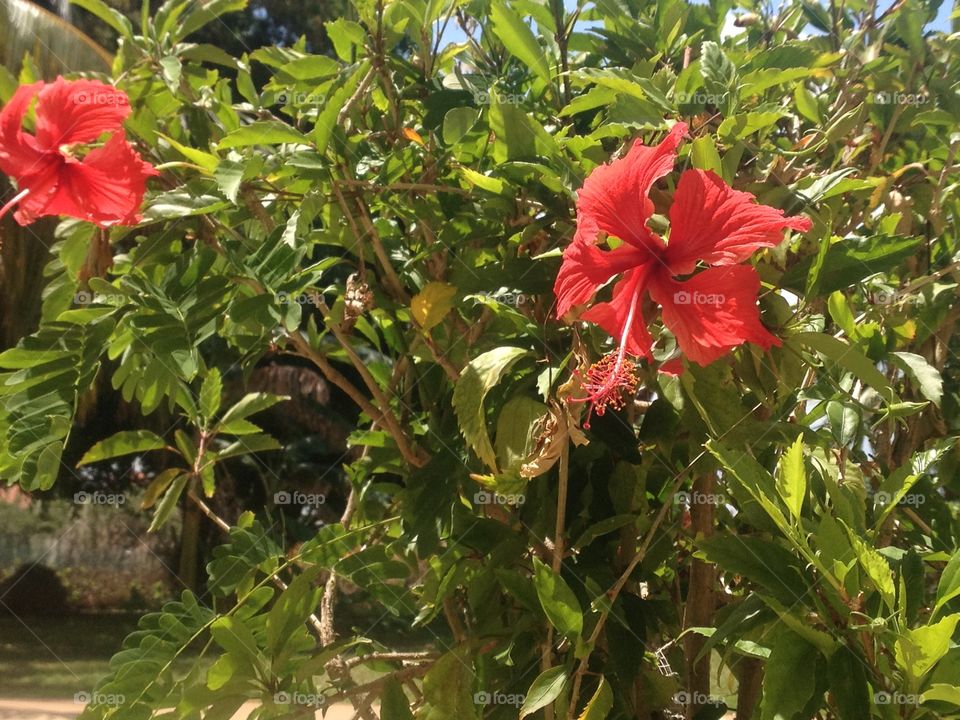 a tropical red flower 