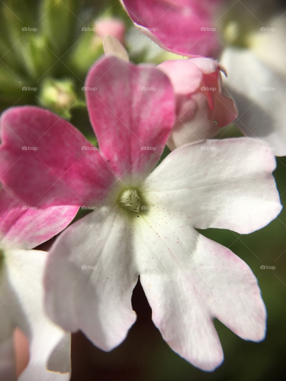 Pink and white closeup