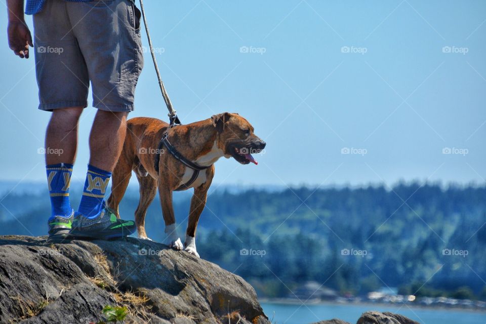 Dog hiking