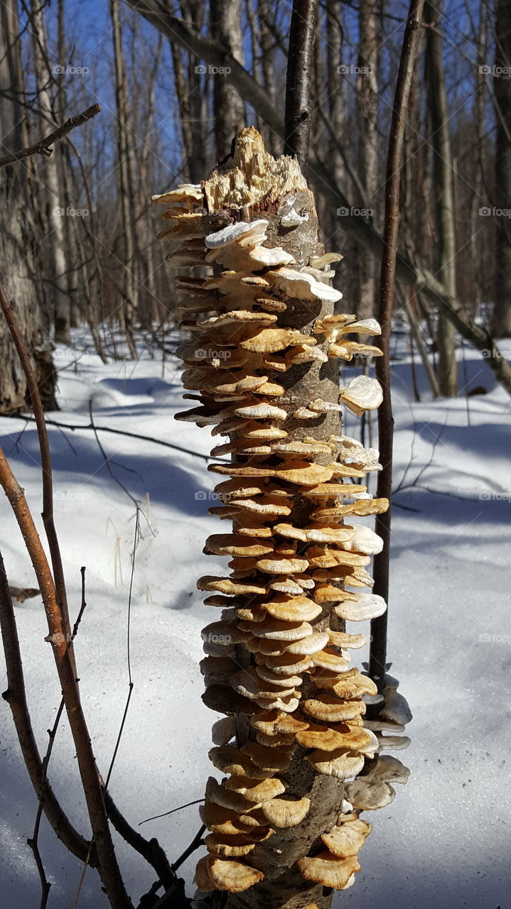 winter fungus