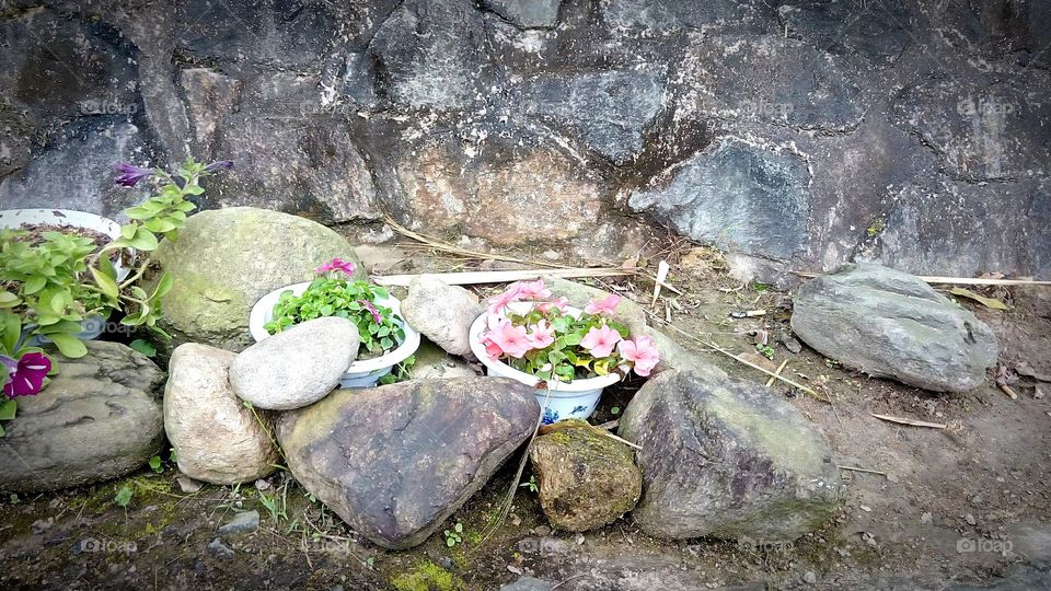 Flower. Flower and rocks