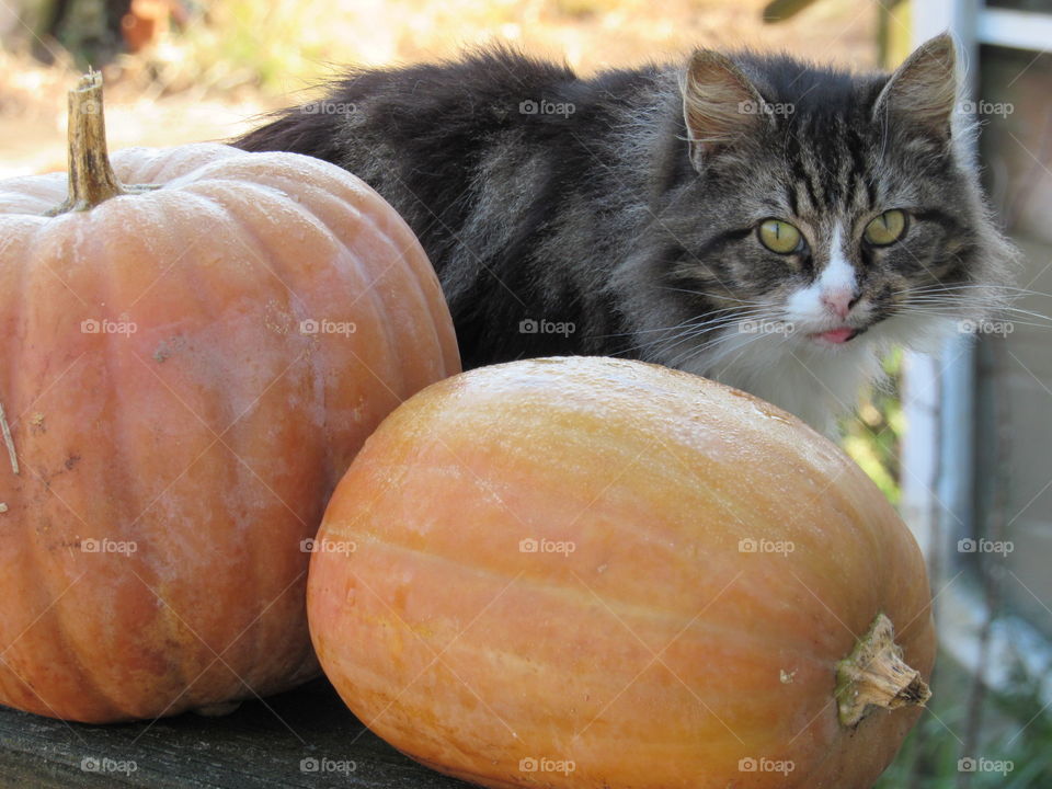 Fluffy cat with tongue stuck out beside two pumpkins