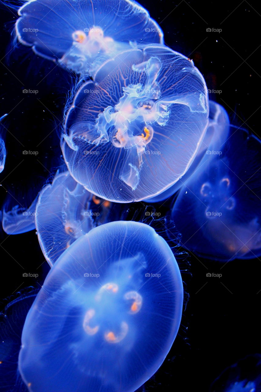 Blue jellyfish underwater