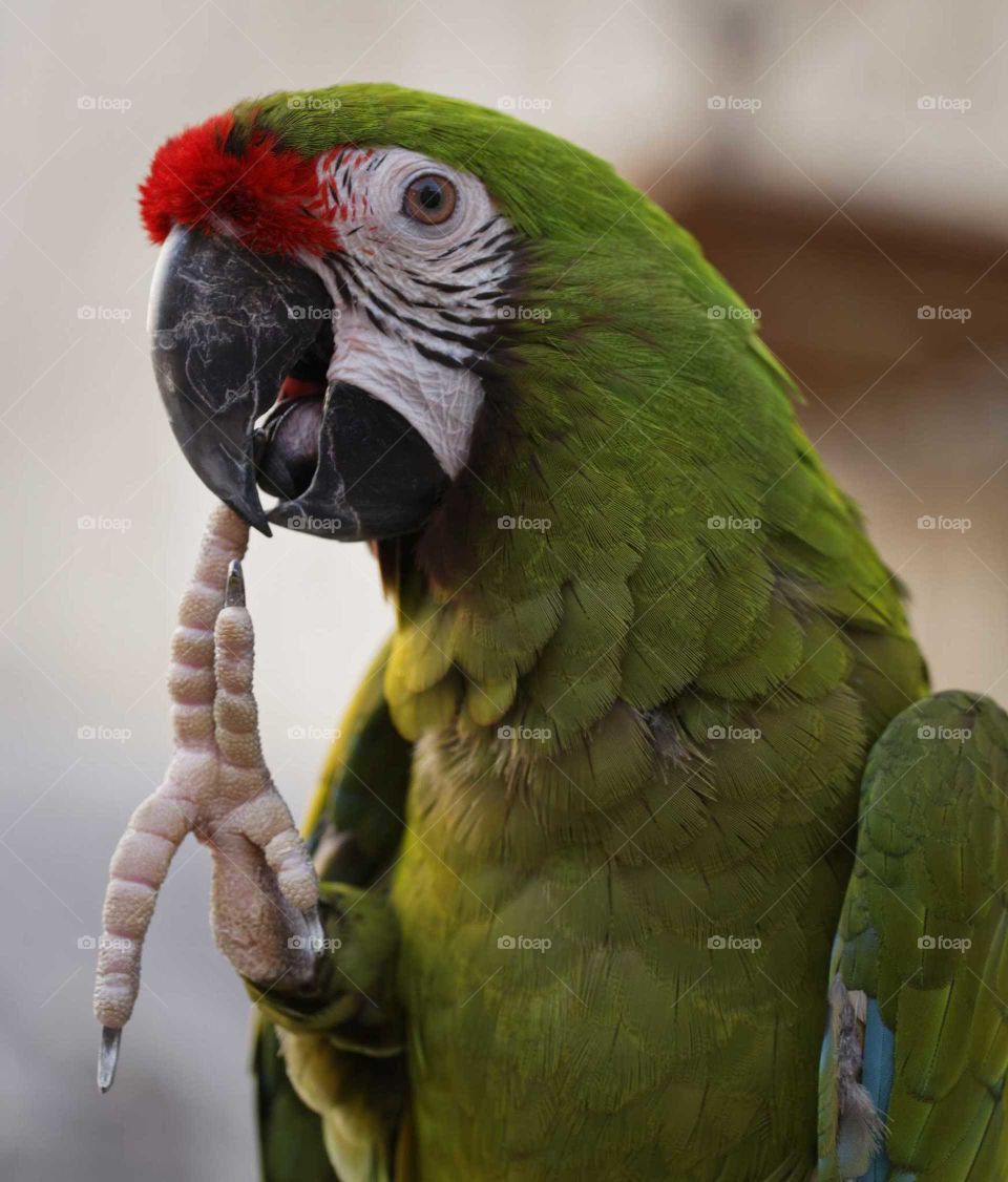 The thinking parrot