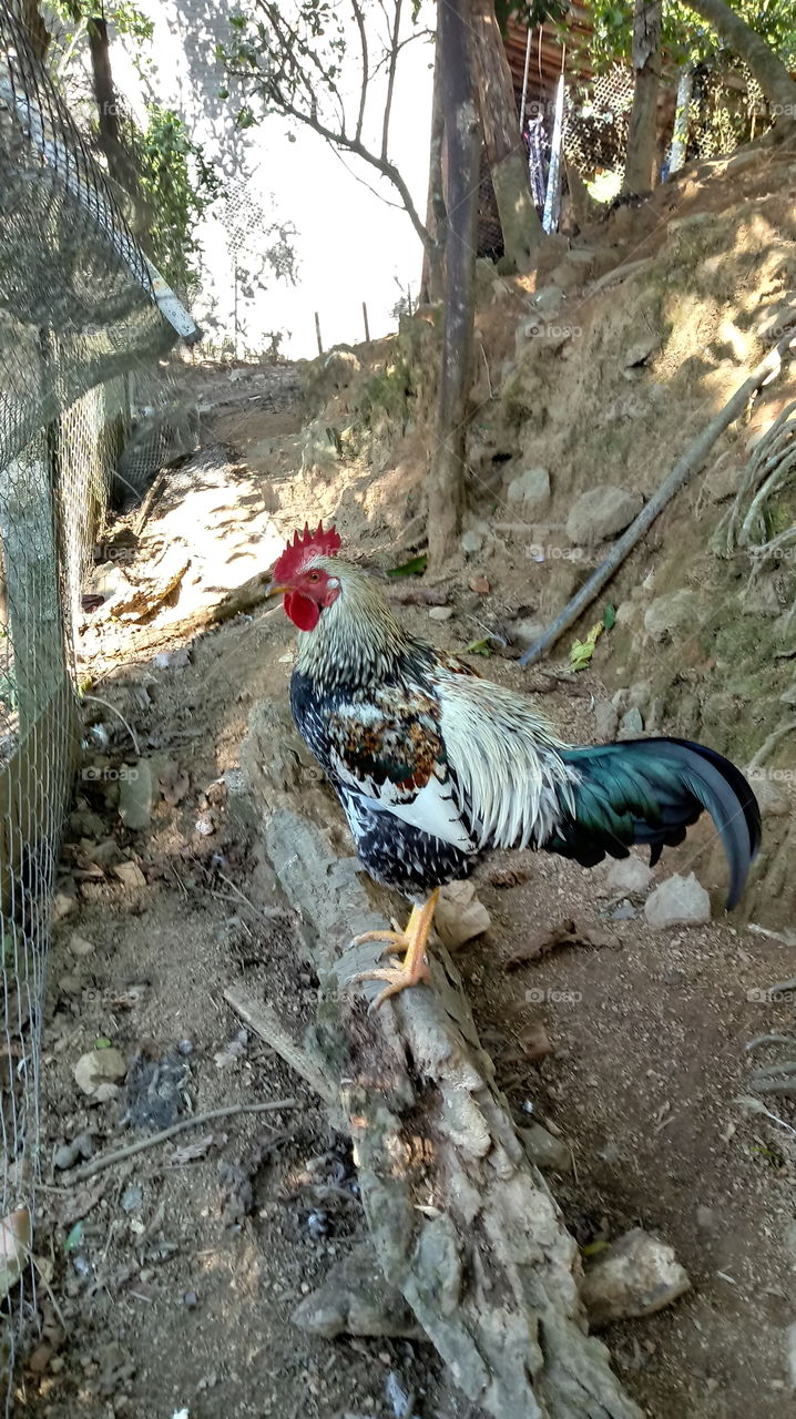 Galo no galinheiro