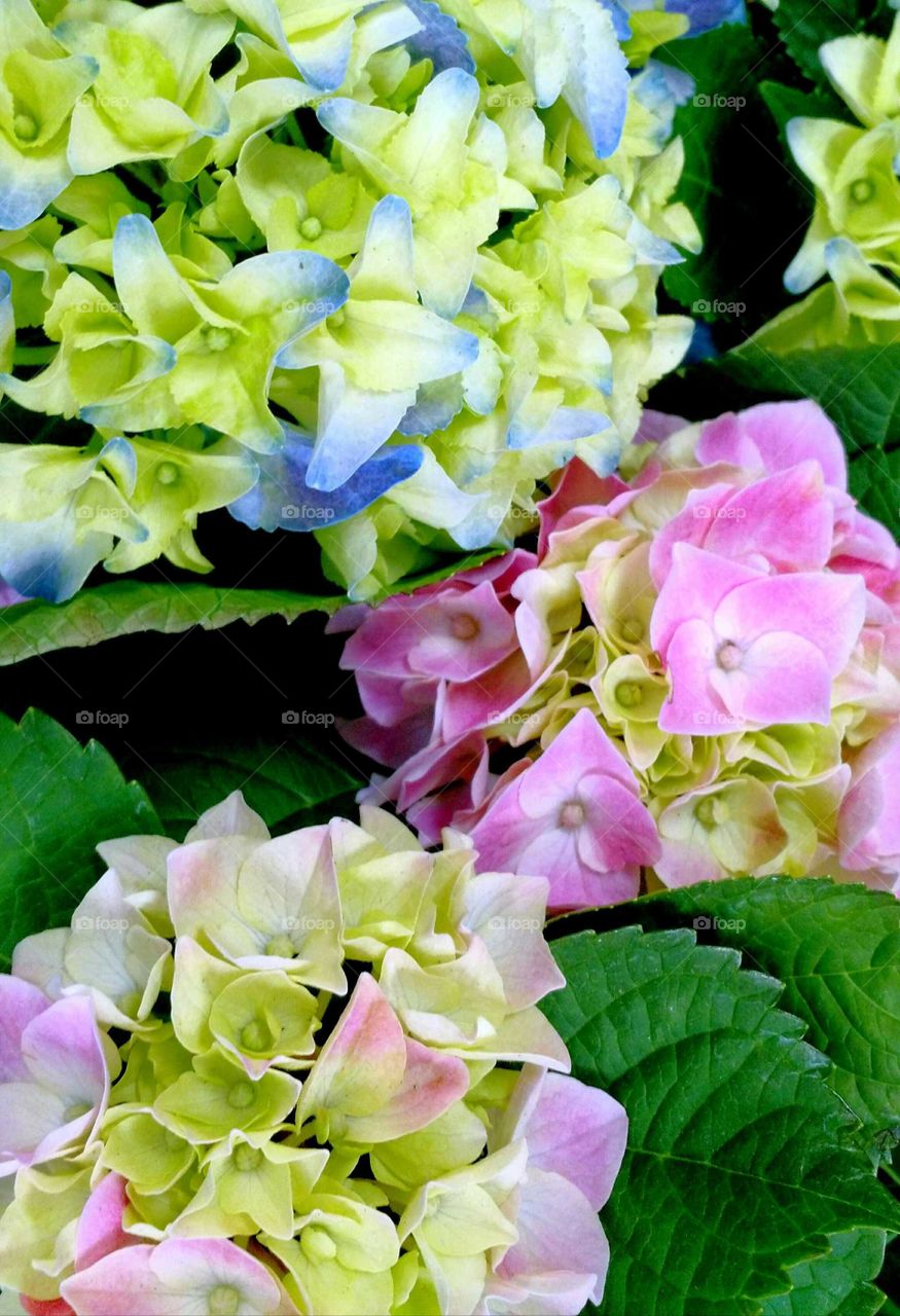 hydrangeas of many colors