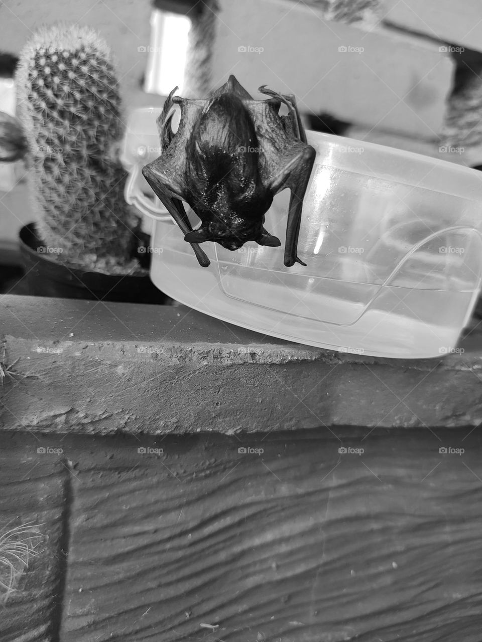 A wet bat, hanging
