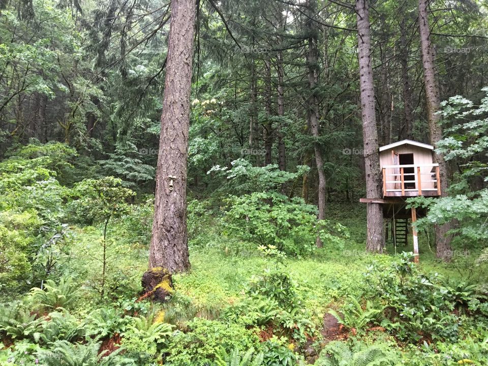 Tree House in the Woods
