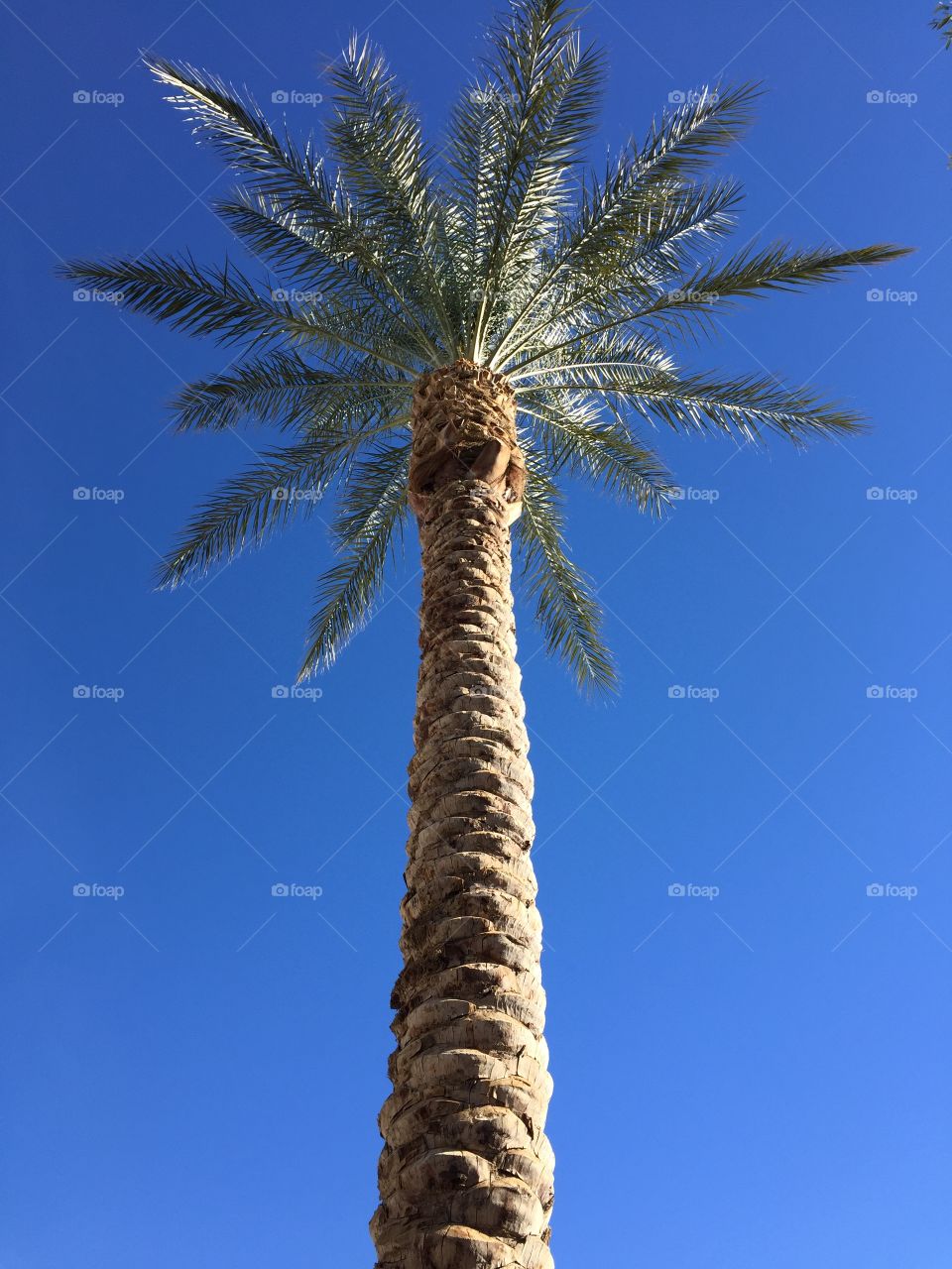 Palm tree breeze 
