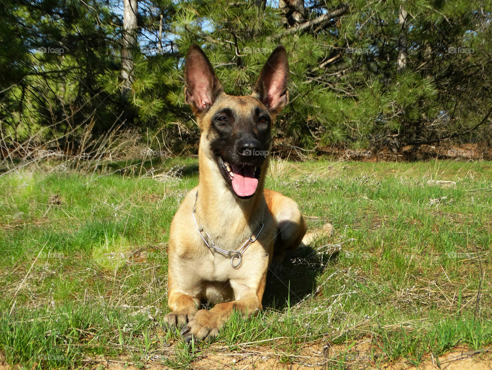 Belgian shepherd malinois dog and spring