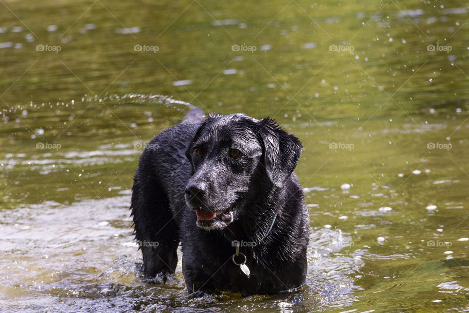 a dog playing in the water. waiting for something to be thrown in to the water which he can fetch.