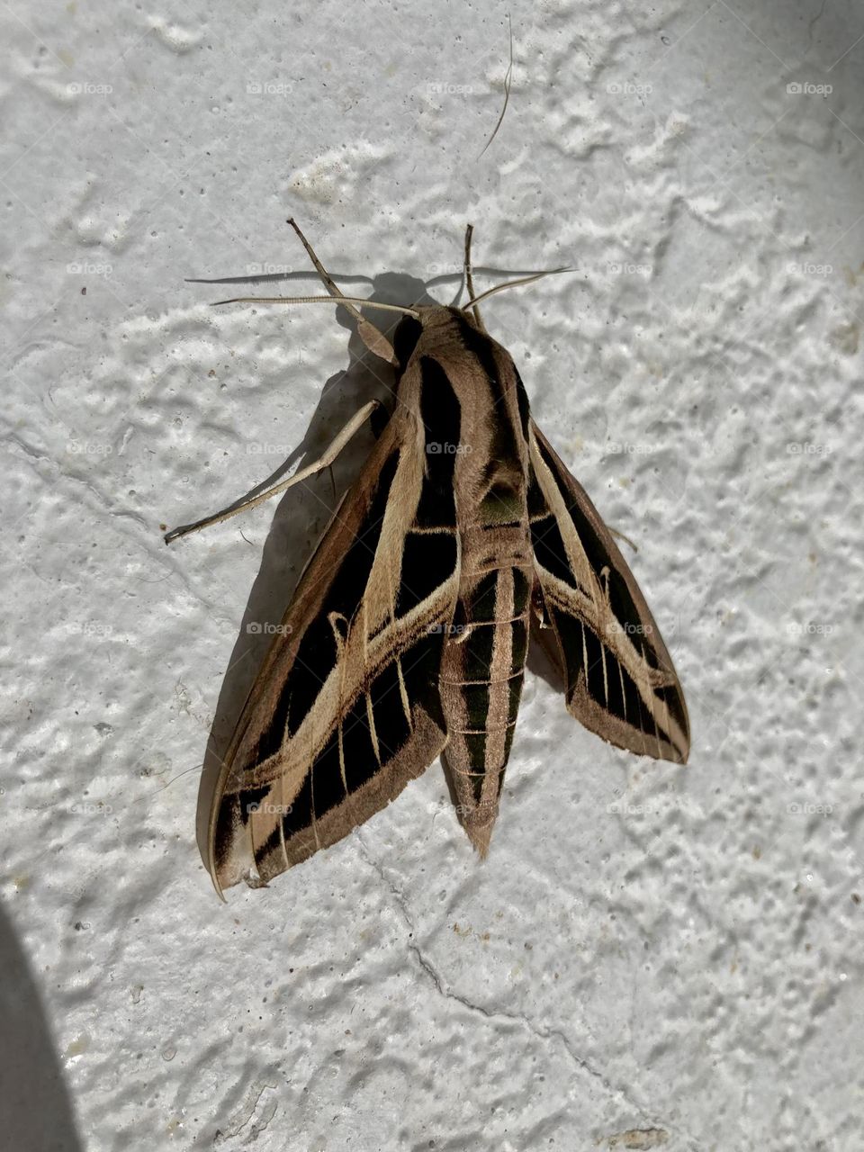 Beautiful triangle moth