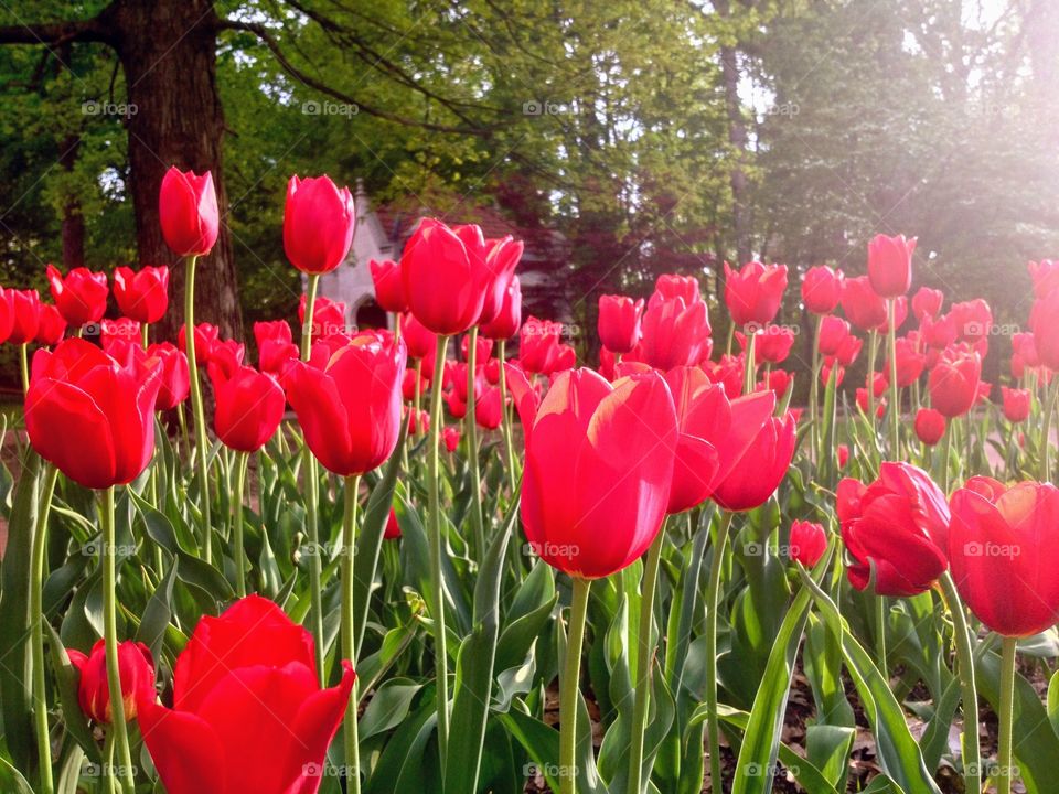 Red tulips