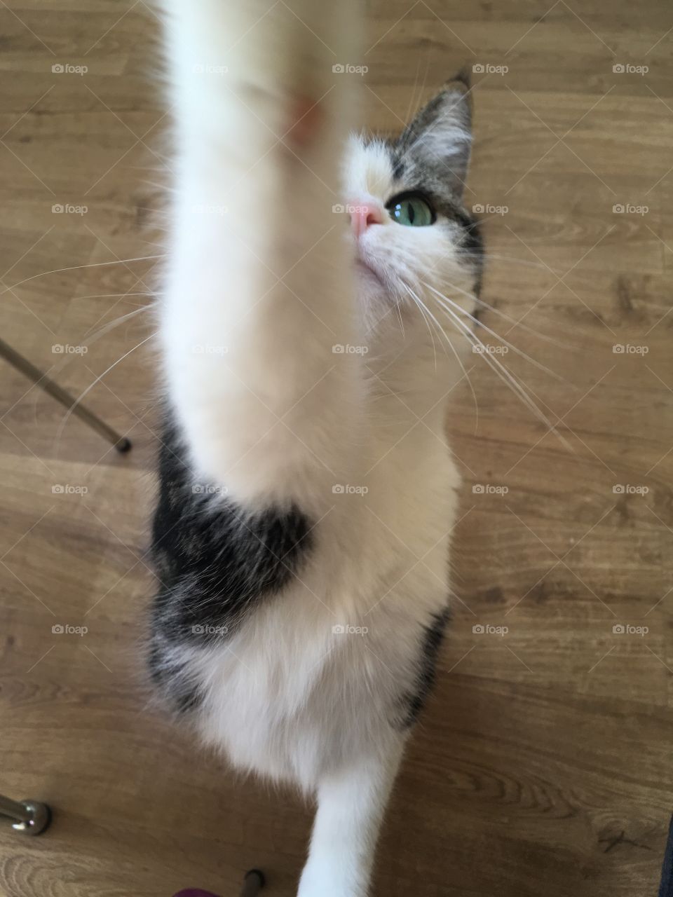 tabby cat reaching up