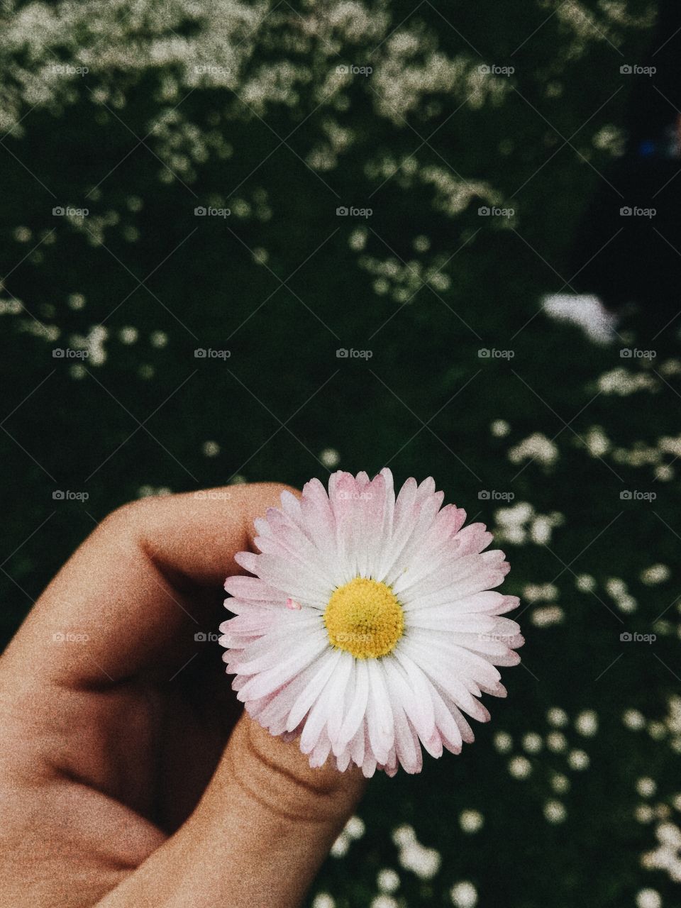 Grainy flower in focus