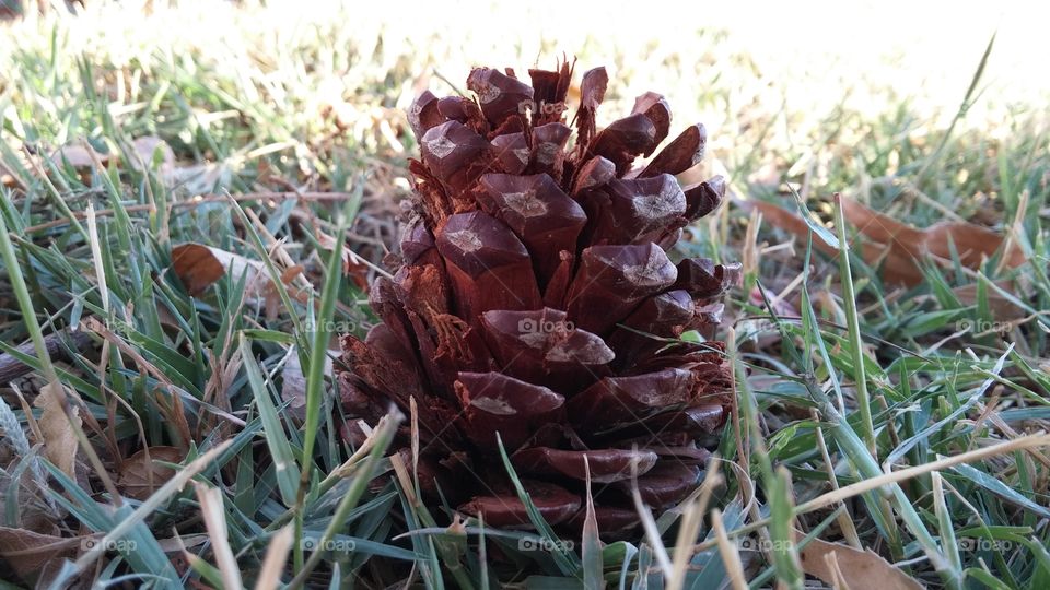 fallen pine cone