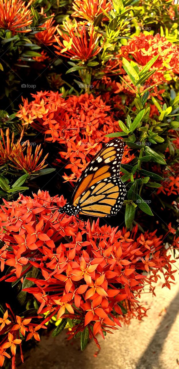 beautiful butterfly its color matches its surroundings, bright colors, black, yellow, orange and splendid light