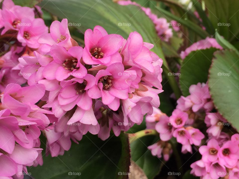 Colorful bunch of spring blossom flowers 