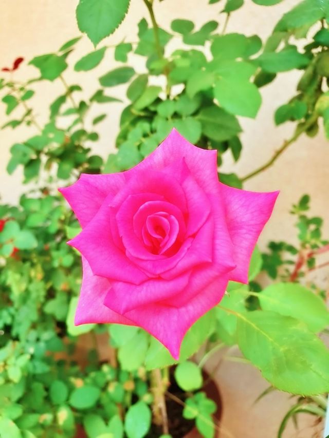 textile peony boho elegant branch season classic collection element colorful luxury paint beautiful tropical frame artistic wild holiday greenery exotic botany foliage romantic beauty petal rose decor flora natural ornament flower floral summer sprin