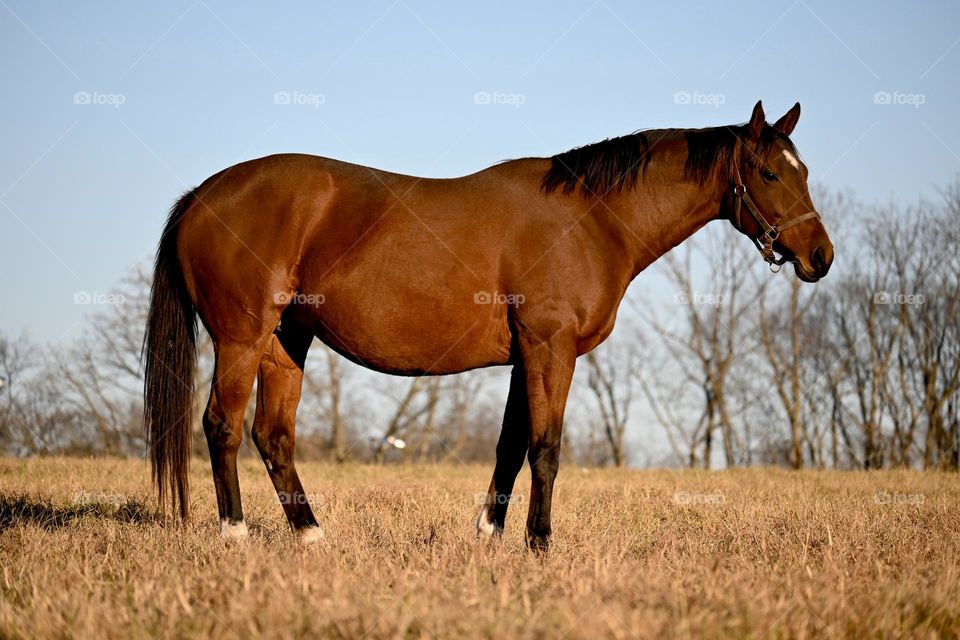 A pregnant horse enjoys the sunshine during the colder weather