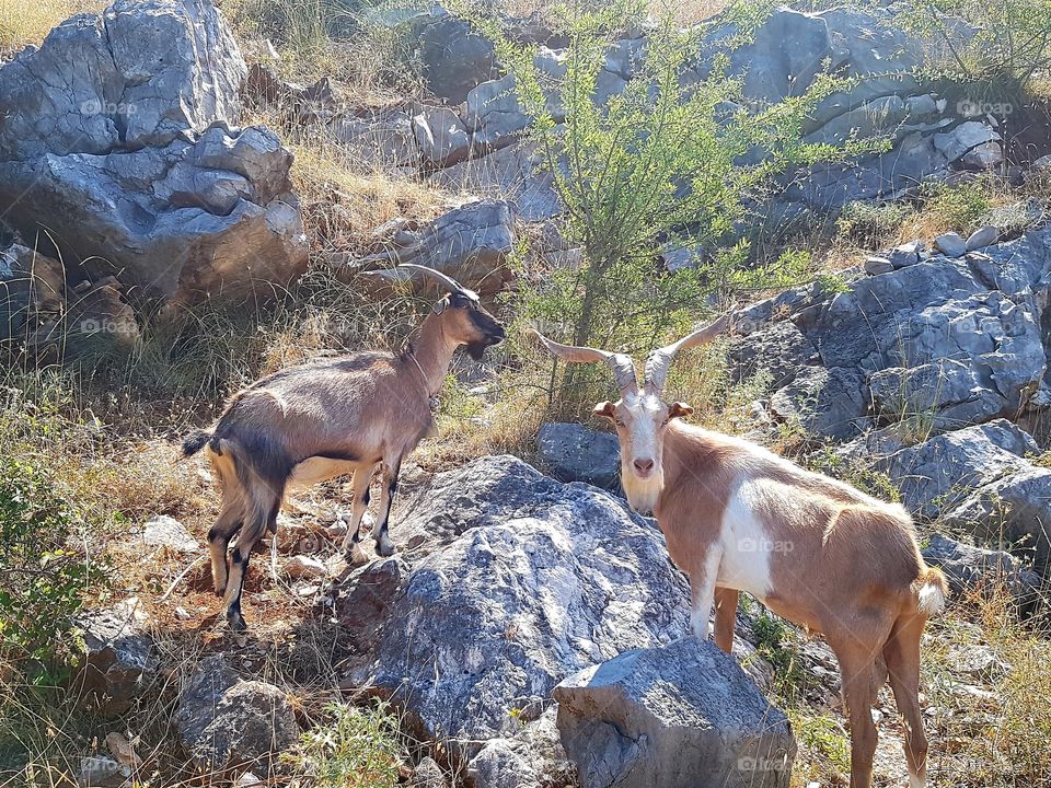 Cool goats passed our trail somewhere in beautiful Montenegro