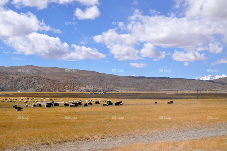 yaks in the tibetan fields