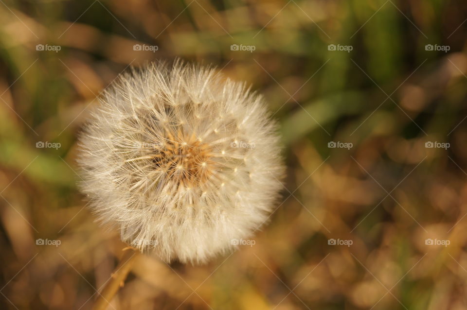 Close-up of dandelion flower