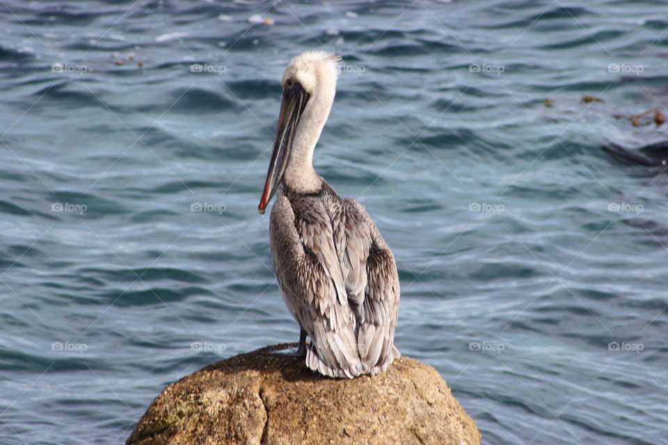 Standing pelican 
