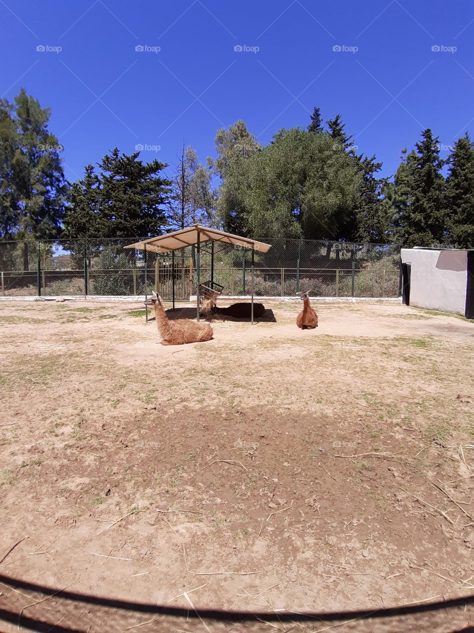 souvenir from the zoo in Algiers