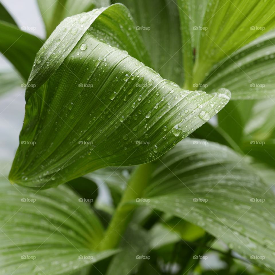 Large textured leaves covered in drops from a fresh rain on the banks of the Deschutes River in Central Oregon on a spring afternoon. 