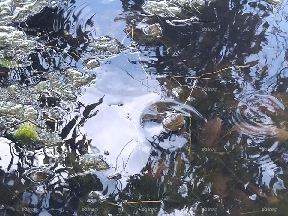 head of turtle on the water