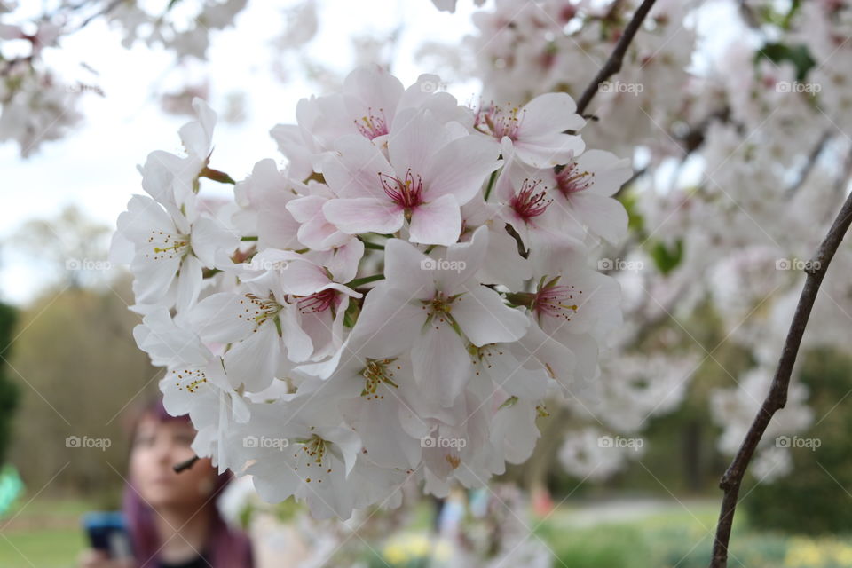 Bunch of cherry blossoms 