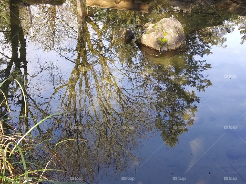 reflection with tree
