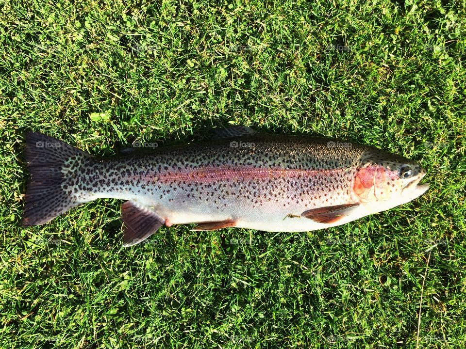 Fish, Nature, Catch, Freshwater, Outdoors