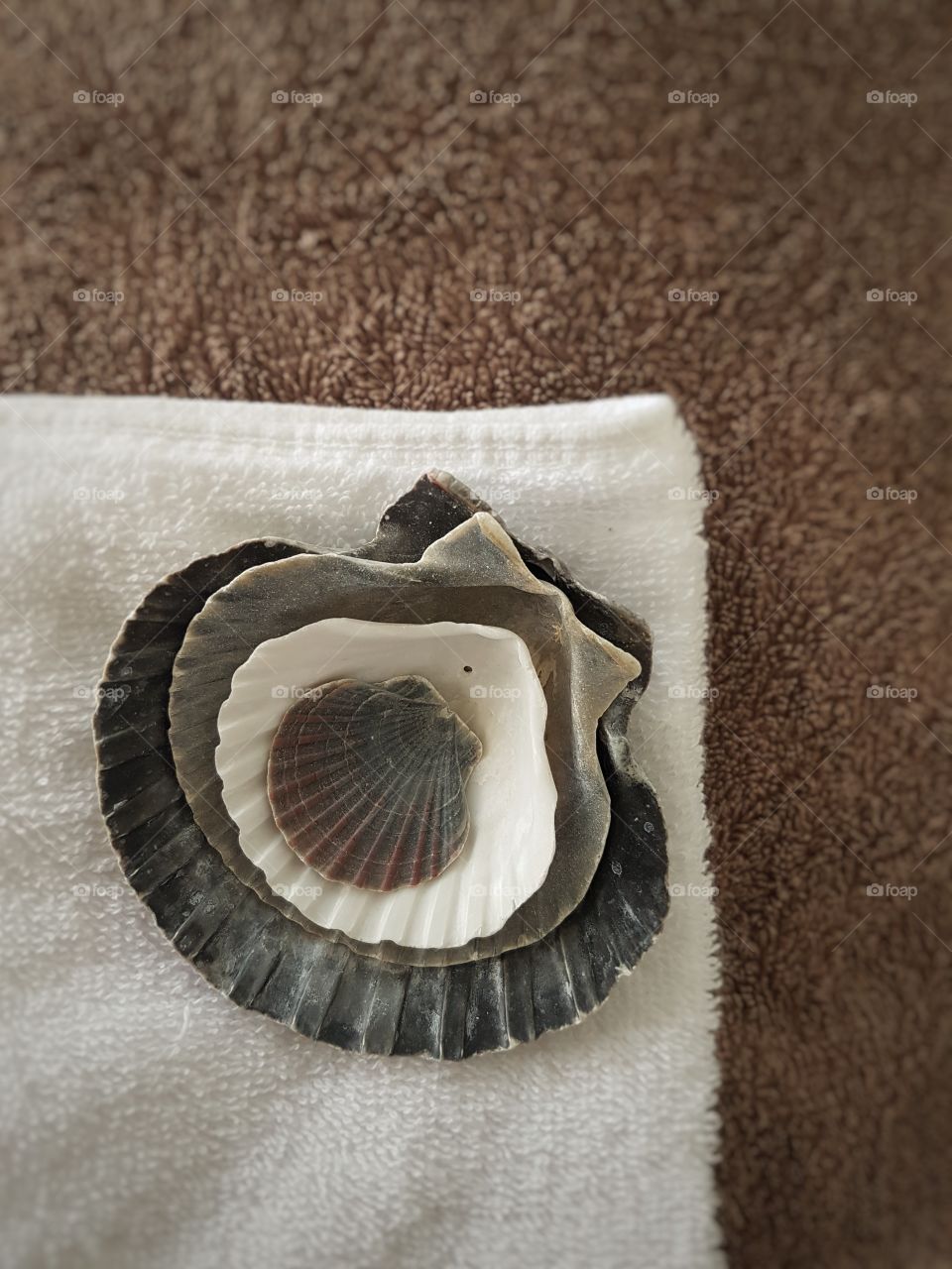Nesting Sea Shells on stack of folded towels