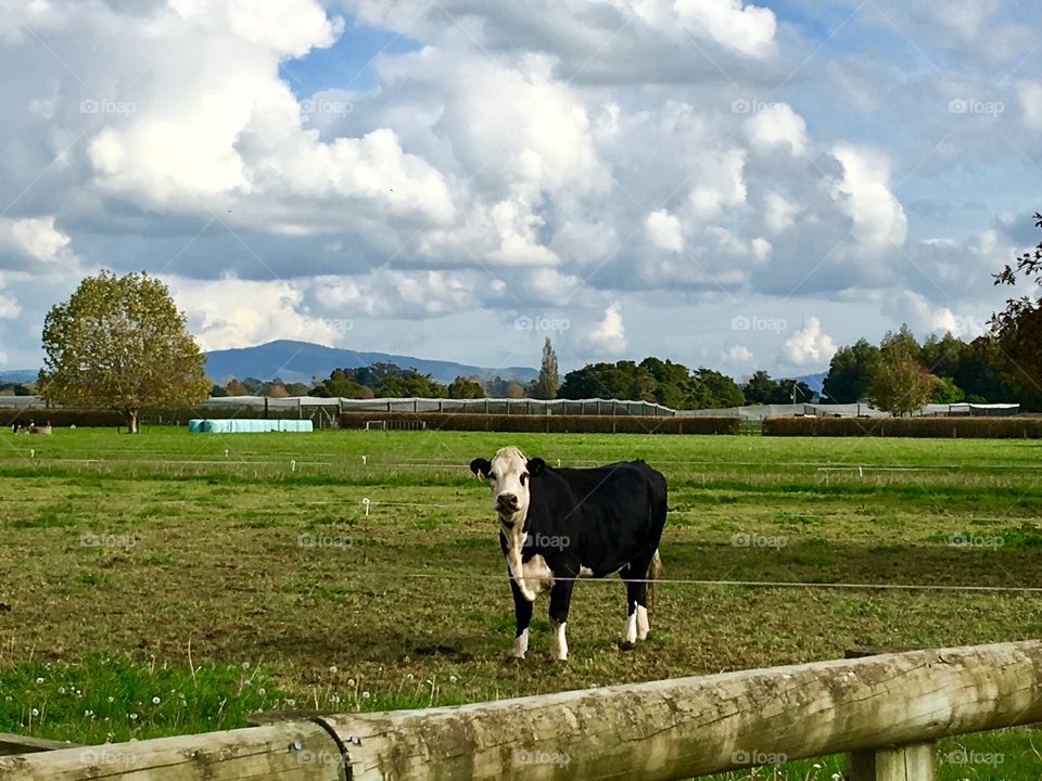 Someone is looking at me over the fence 