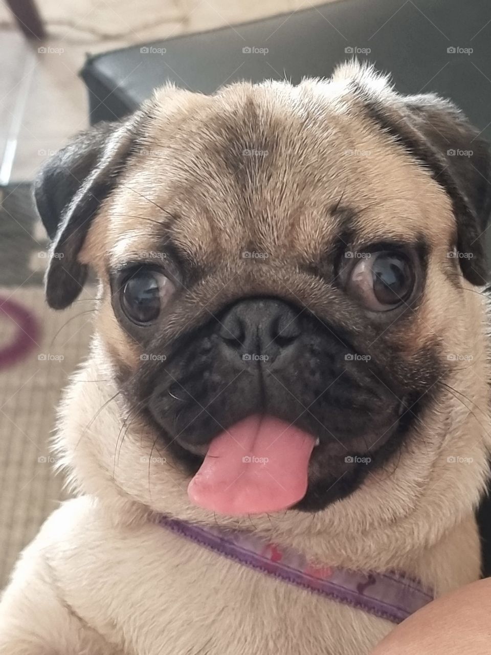 My little PUG