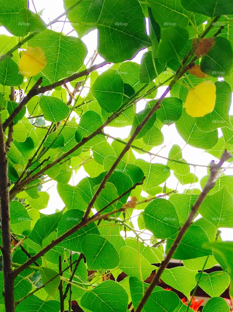 bright green leaves