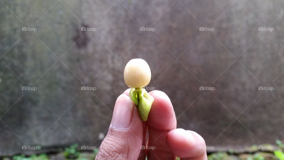 ciplukan fruit (indonesian fruit)