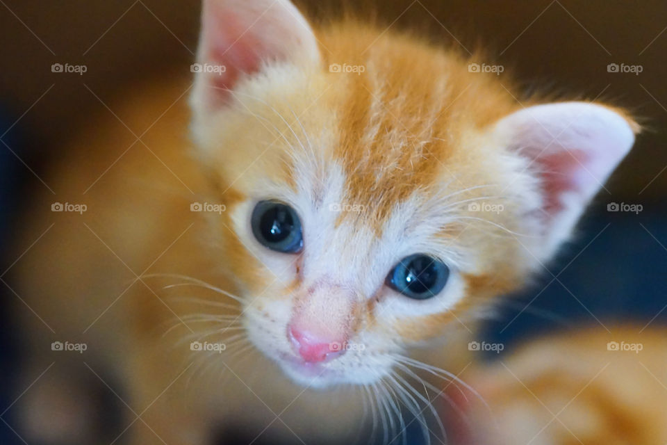 cute face of a kitten