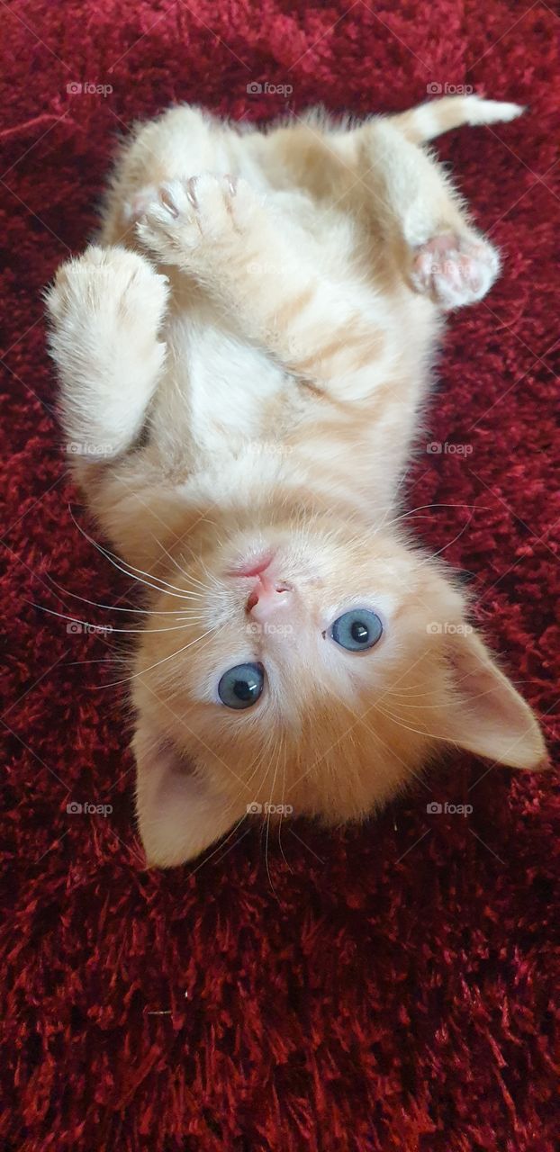 ginger kitten laying on its back