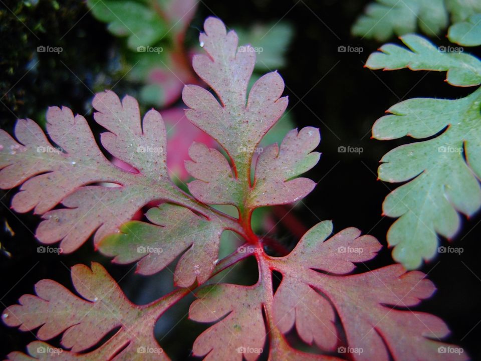 Red and green textured and shaped leaves on a plant closeup. 