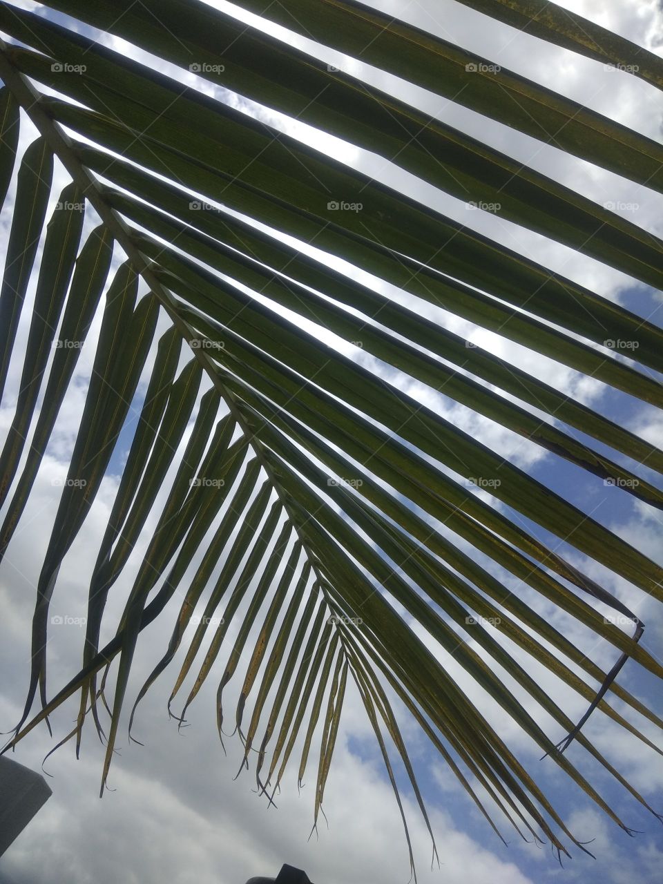 Portrait of plant!! 😍🌴 Coconut tree!