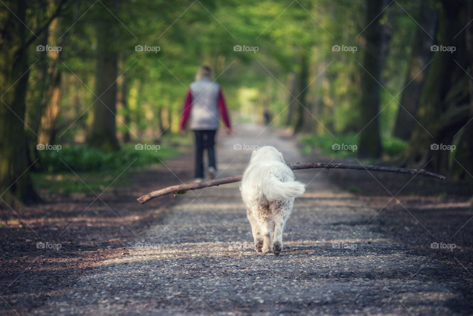 Walking a dog 